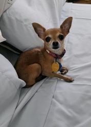 Lost Male Dog last seen Elms Road and Winfield, Killeen 76549, Killeen, TX 76549
