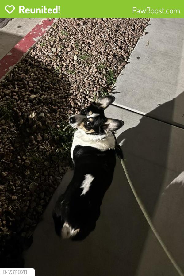 Reunited Male Dog last seen Durango and deer springs, Las Vegas, NV 89149