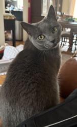 Reunited Female Cat last seen Deer Run, Barkhamsted, CT 06063