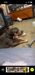 Lost Female Dog last seen Union and Columbus, Bakersfield, CA 93305
