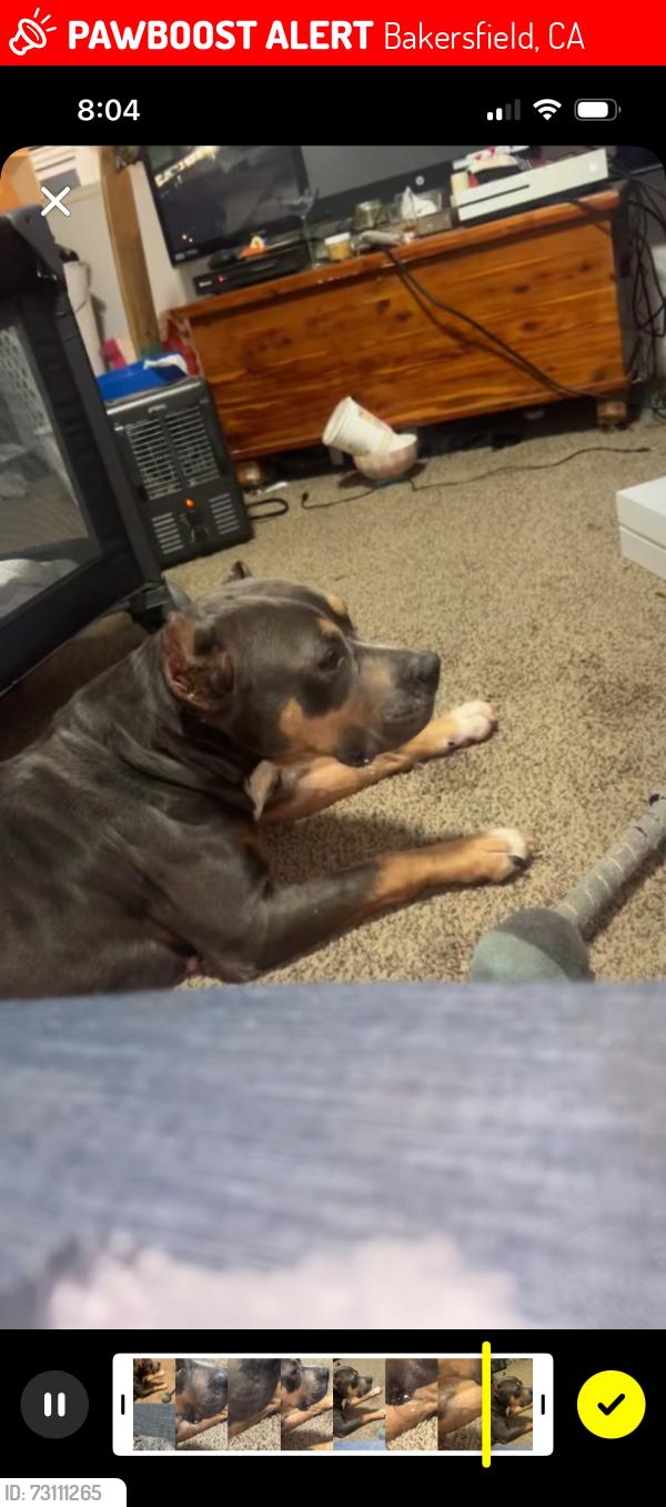 Lost Female Dog last seen Union and Columbus, Bakersfield, CA 93305