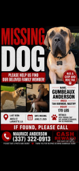 Lost Male Dog last seen Anita st and willow, Lafayette, LA 70501