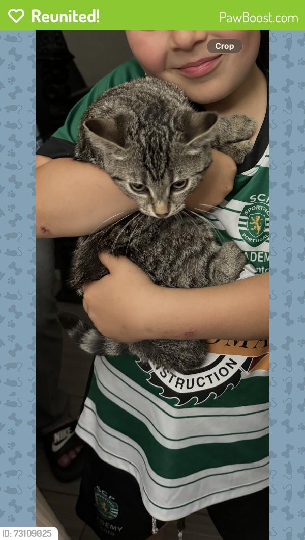Reunited Female Cat last seen Gladstone ave and Lindsey ave , Toronto, ON M6H 1E1