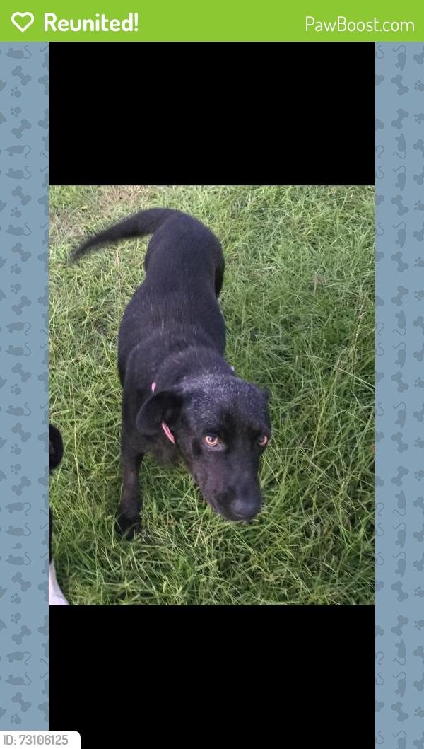 Reunited Female Dog last seen CR 3310 CLEVELAND TEXAS, Cleveland, TX 77327