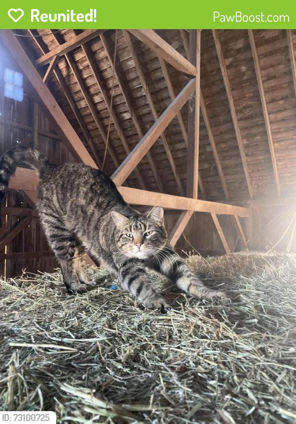 Reunited Male Cat last seen Burton terr, Glenview, IL 60025