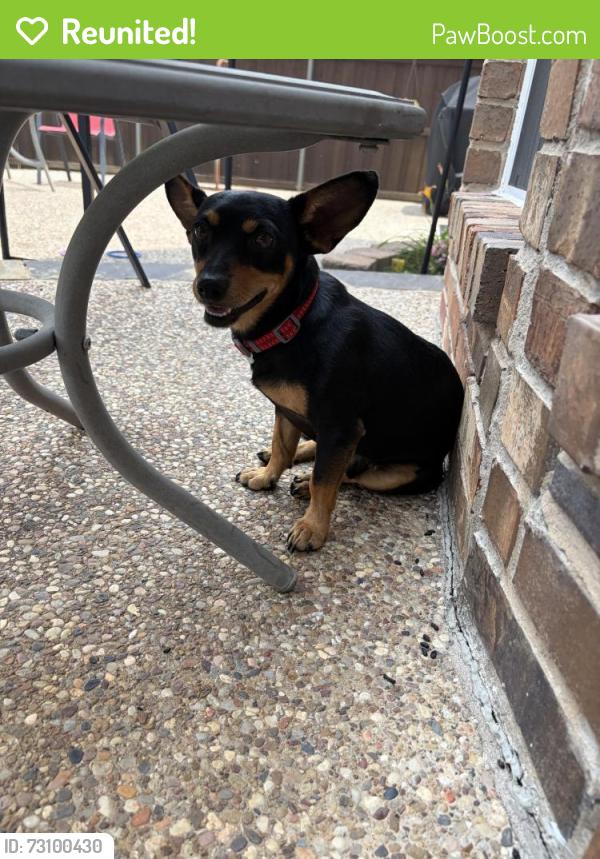 Reunited Male Dog last seen N beach and timberland blvd, Fort Worth, TX 76244