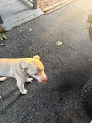Reunited Unknown Dog last seen Marion Dairy Rd., Lindale, GA 30147