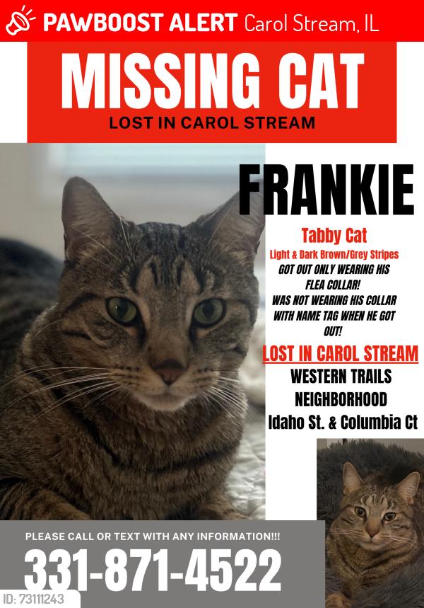 Lost Male Cat last seen Lies & Idaho, Carol Stream, IL 60188