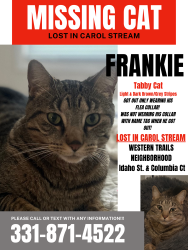 Lost Male Cat last seen Lies & Idaho, Carol Stream, IL 60188