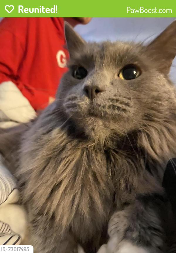 Reunited Male Cat last seen Baldwin & Stewart Baldwin & BlueBush Baldwin & Elm, Monroe, MI 48162