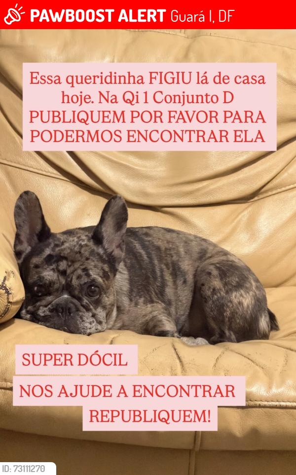 Lost Female Dog last seen Guará, Guará I, DF 