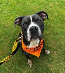 Shelter Stray Male Dog last seen CHARLOTTE, 8315 Byrum Dr, Charlotte, NC 28217, USA