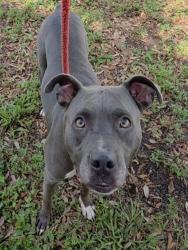 Shelter Stray Female Dog last seen Near BLOCK NW 15 TER FORT LAUDERDALE, FLORIDA, 2400 SW 42nd St, Fort Lauderdale, FL 33312, USA