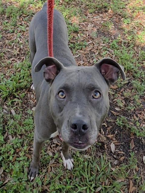 Shelter Stray Female Dog last seen Near BLOCK NW 15 TER FORT LAUDERDALE, FLORIDA, 2400 SW 42nd St, Fort Lauderdale, FL 33312, USA