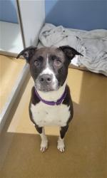 Shelter Stray Male Dog last seen OFALLON, 4850 Mid Rivers Mall Dr, St Peters, MO 63376, USA