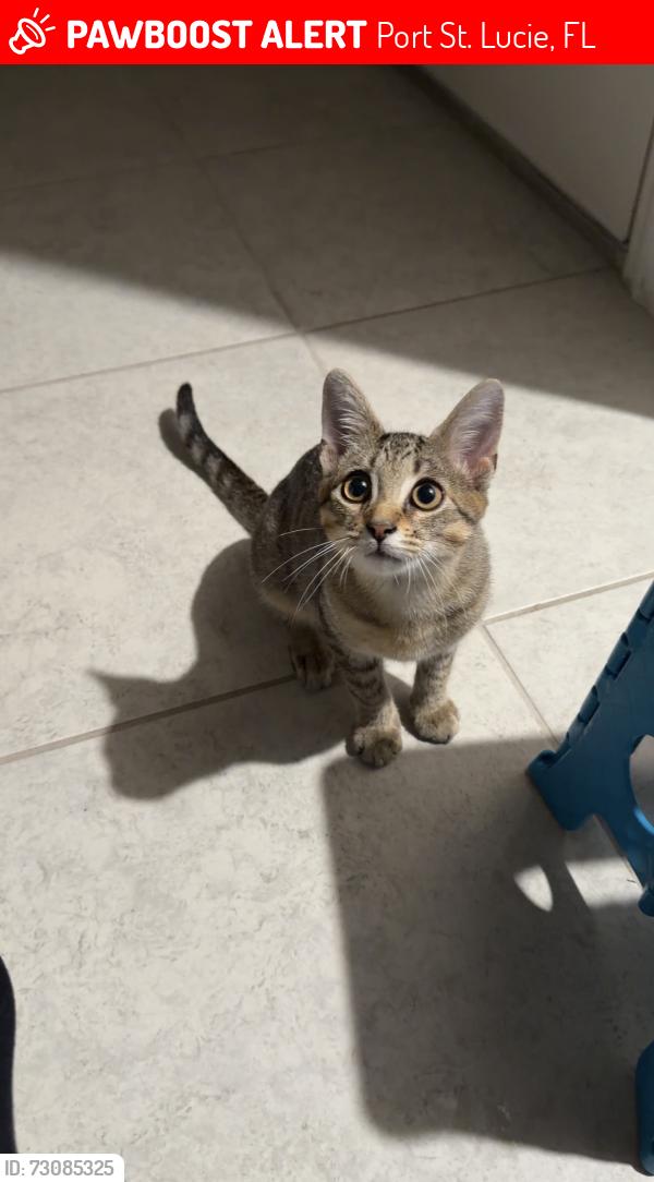 Lost Male Cat last seen SE Mandrake Circle off of Berkshire Blvd., Port St. Lucie, FL 34952