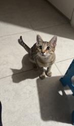 Lost Male Cat last seen SE Mandrake Circle off of Berkshire Blvd., Port St. Lucie, FL 34952