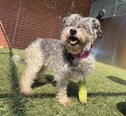 Shelter Stray Female Dog last seen Near BLOCK NEBRASKA ST, DETROIT MI 48208, 7401 Chrysler Dr, Detroit, MI 48211, USA