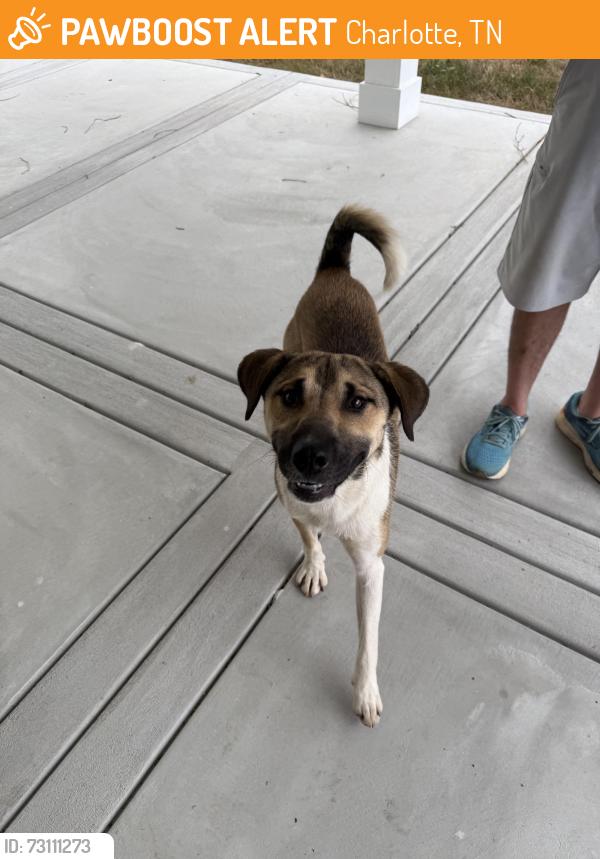 Found/Stray Male Dog last seen Southside, Tennessee, Charlotte, TN 37036