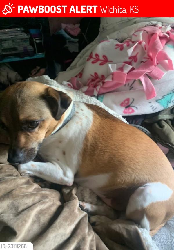 Lost Male Dog last seen 61st north and broadway, Wichita, KS 67203