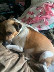 Lost Male Dog last seen 61st north and broadway, Wichita, KS 67203