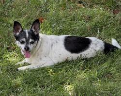 Reunited Female Dog last seen Beckett Ridge neighborhood of West Chester, Beckett Ridge, OH 45069