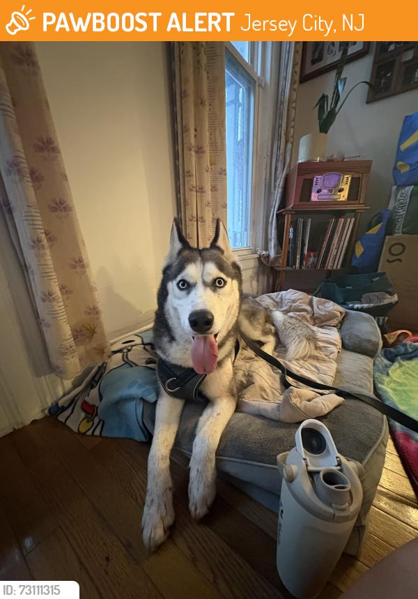 Found/Stray Female Dog last seen Corkscrew bar, Jersey City, NJ 07307