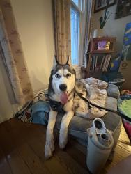 Found/Stray Female Dog last seen Corkscrew bar, Jersey City, NJ 07307