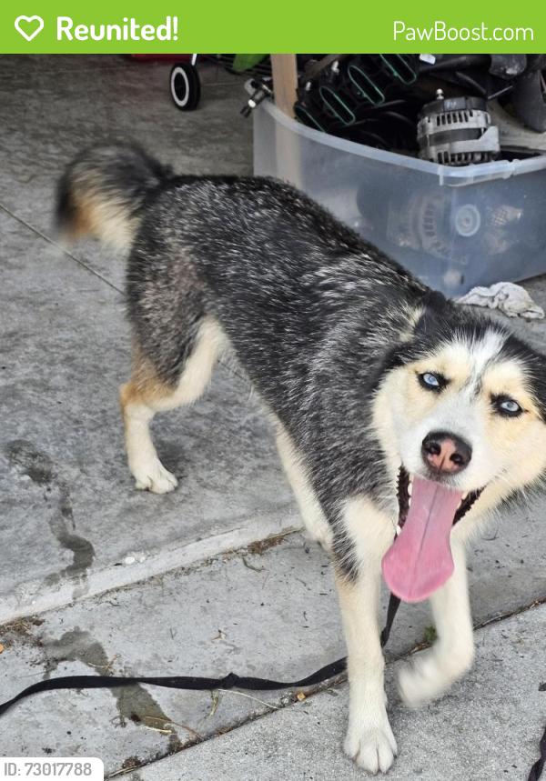 Reunited Female Dog last seen California between Savona and Del Rio, Port St. Lucie, FL 34953