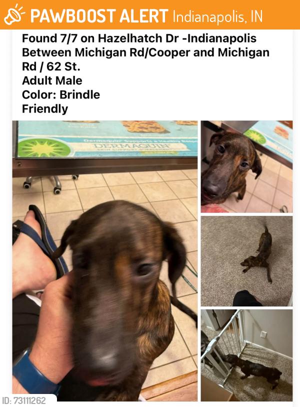Found/Stray Male Dog last seen Cooper Pointe Subdivision, Michigan Rd between Cooper & 62 St, Indianapolis, IN 46228