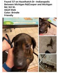 Found/Stray Male Dog last seen Cooper Pointe Subdivision, Michigan Rd between Cooper & 62 St, Indianapolis, IN 46228