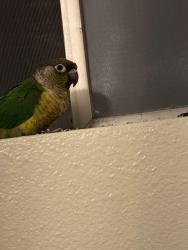 Reunited Unknown Bird last seen Indian Hill & Vista Dr, Claremont, CA 91767