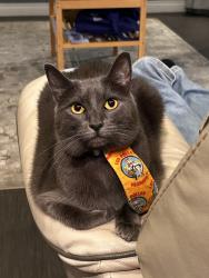Lost Female Cat last seen S Jerome Ave and Adrian St, Thousand Oaks, CA 91320