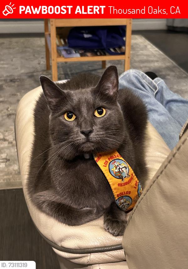 Lost Female Cat last seen S Jerome Ave and Adrian St, Thousand Oaks, CA 91320