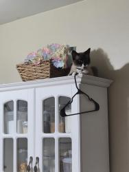 Reunited Male Cat last seen Near harvey, Berwyn, IL 60402