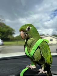 Lost Male Bird last seen Walgreens, Plantation, FL 33317