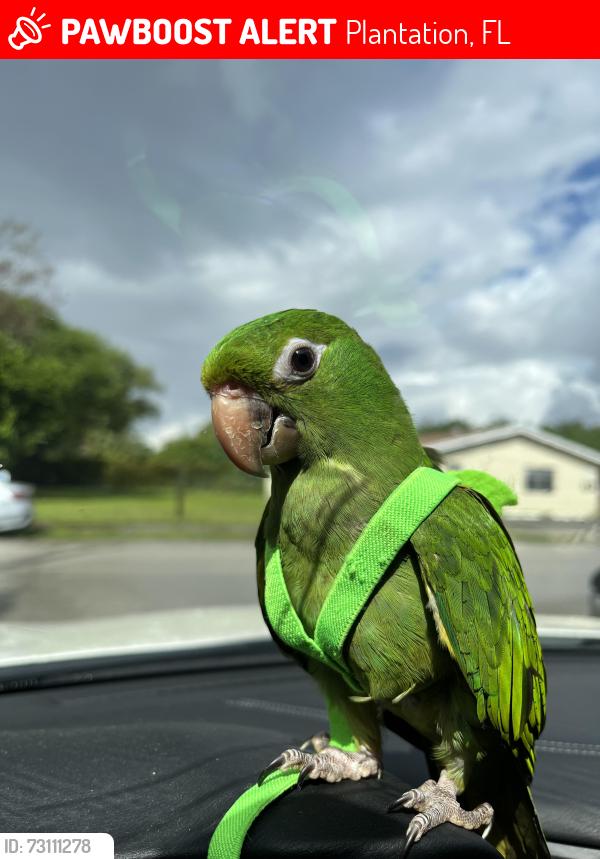 Lost Male Bird last seen Walgreens, Plantation, FL 33317