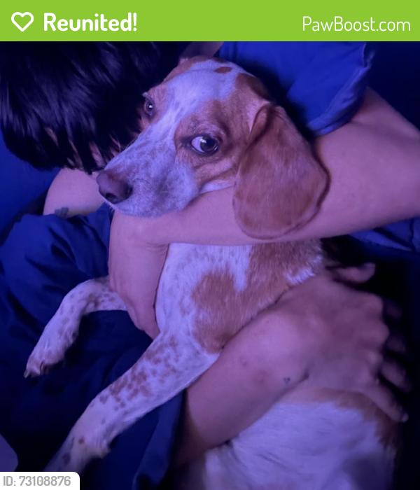 Reunited Male Dog last seen Brookcrest & Century Park, Garland, TX 75040