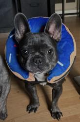 Reunited Female Dog last seen Last seen near Stater Bros., Tustin, CA 92780