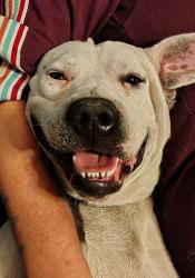 Lost Male Dog last seen Coast Blvd and Old Spanish trail, Slidell, LA 70458