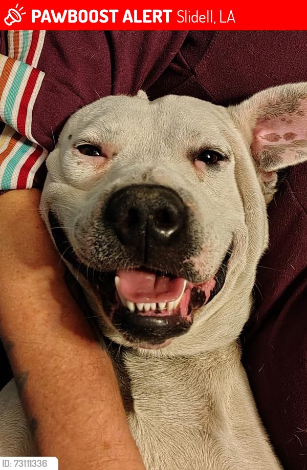 Lost Male Dog last seen Coast Blvd and Old Spanish trail, Slidell, LA 70458