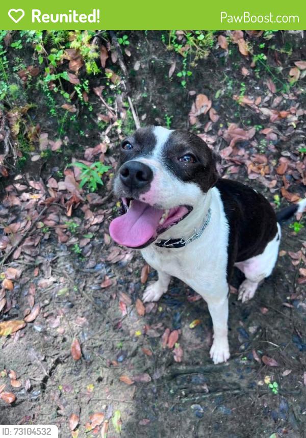 Reunited Male Dog last seen Appomattix and Jockey Club area, North Port, FL 34287