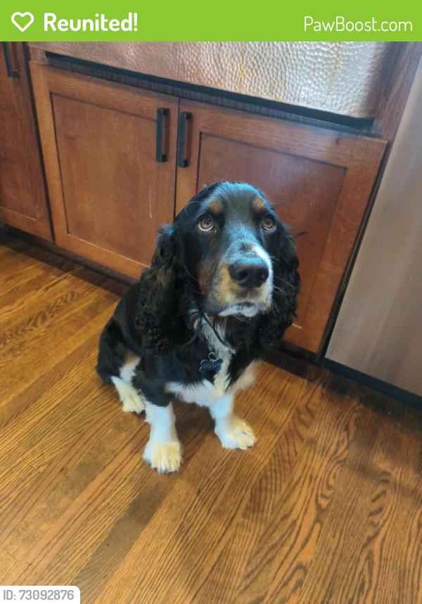 Reunited Male Dog last seen Ran away during fireworks between Stateline Av. and Edgewood, South Lake Tahoe, CA 96150