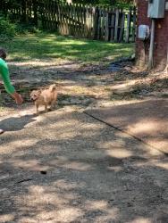Reunited Female Dog last seen Woodrun and Woodgreen, Ridgeland, MS 39157