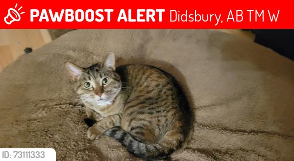 Lost Female Cat last seen Westpoint Drive & 15th ave Didsbury, Didsbury, AB T0M 0W0