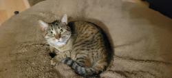 Lost Female Cat last seen Westpoint Drive & 15th ave Didsbury, Didsbury, AB T0M 0W0