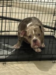 Reunited Female Dog last seen Middle Branch Bend, Fayetteville, NC 28304