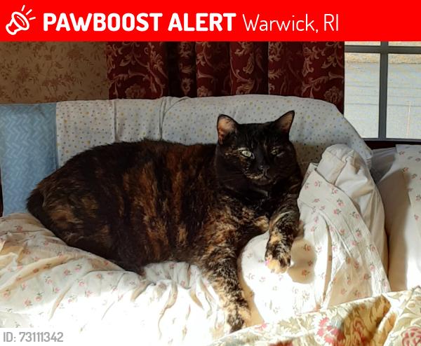 Lost Female Cat last seen Church Avenue and Farmland Road, Warwick, RI 02889