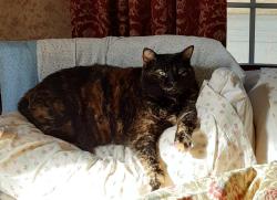 Lost Female Cat last seen Church Avenue and Farmland Road, Warwick, RI 02889