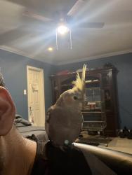 Found/Stray Unknown Bird last seen Birch tree, Houston, TX 77083
